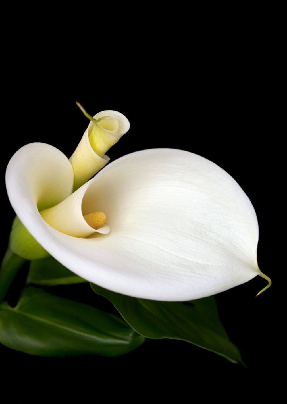 Weiße Blume auf schwarzem Hintergrund