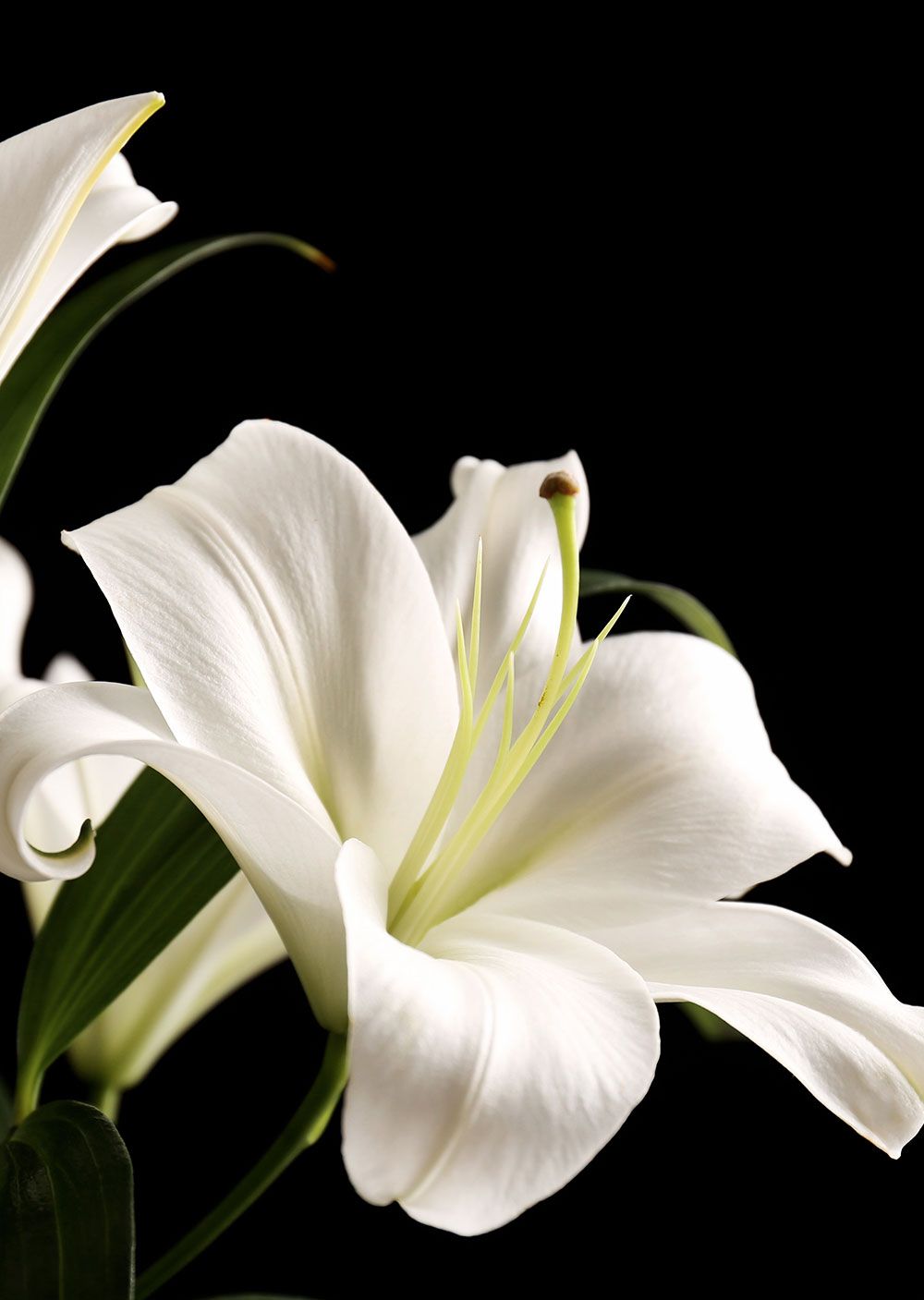Weiße Lilie