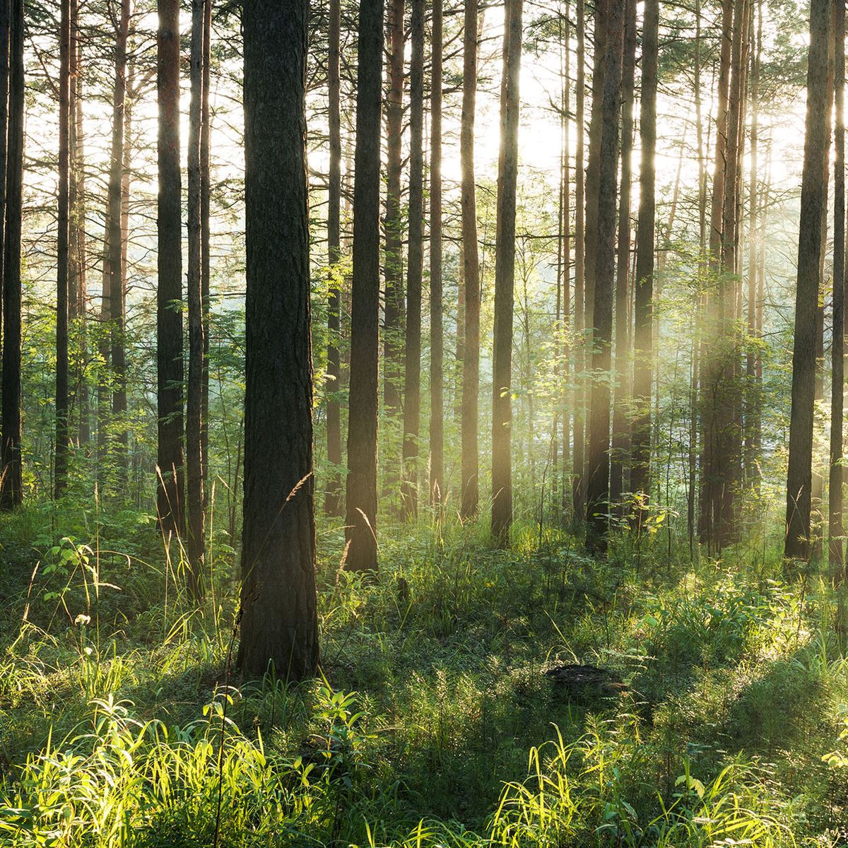 Wald
