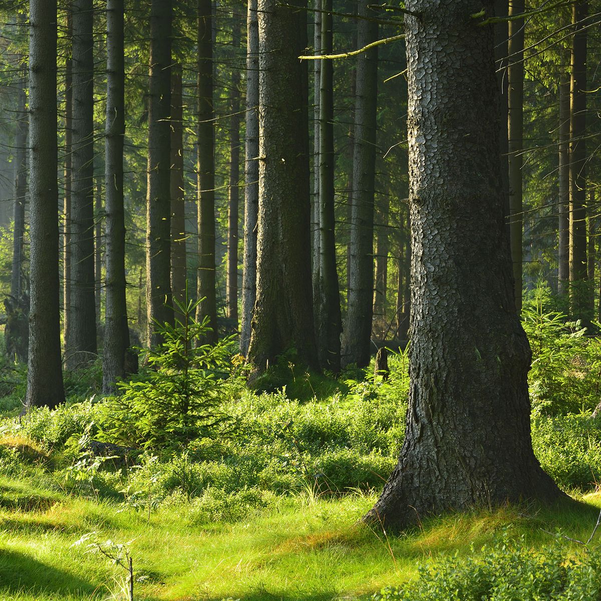 Wald